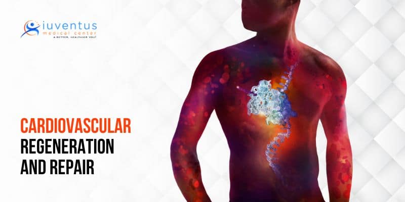 Cardiovascular Regeneration and Repair